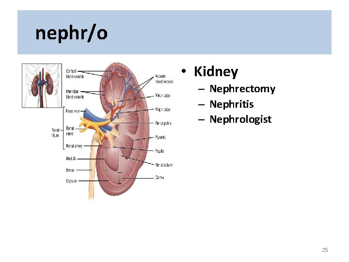 nephr/o • Kidney – Nephrectomy – Nephritis – Nephrologist 25 