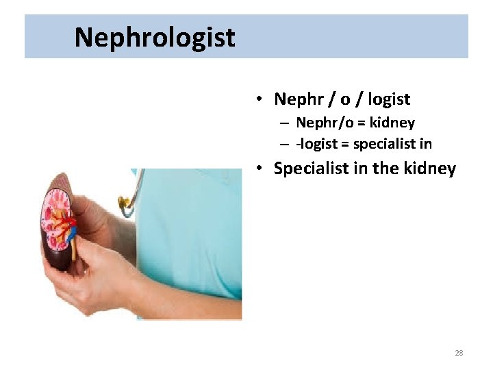 Nephrologist • Nephr / o / logist – Nephr/o = kidney – -logist =