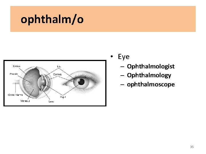 ophthalm/o • Eye – Ophthalmologist – Ophthalmology – ophthalmoscope 35 