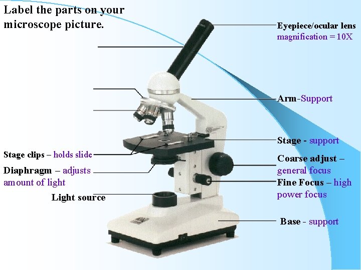 Label the parts on your microscope picture. Eyepiece/ocular lens magnification = 10 X Arm-Support