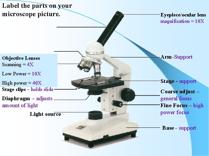 Label the parts on your microscope picture. Objective Lenses Scanning = 4 X Eyepiece/ocular