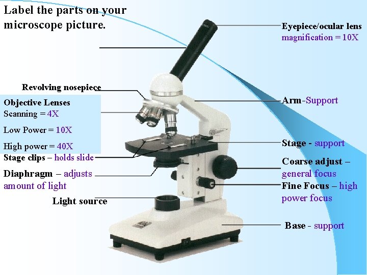 Label the parts on your microscope picture. Eyepiece/ocular lens magnification = 10 X Revolving