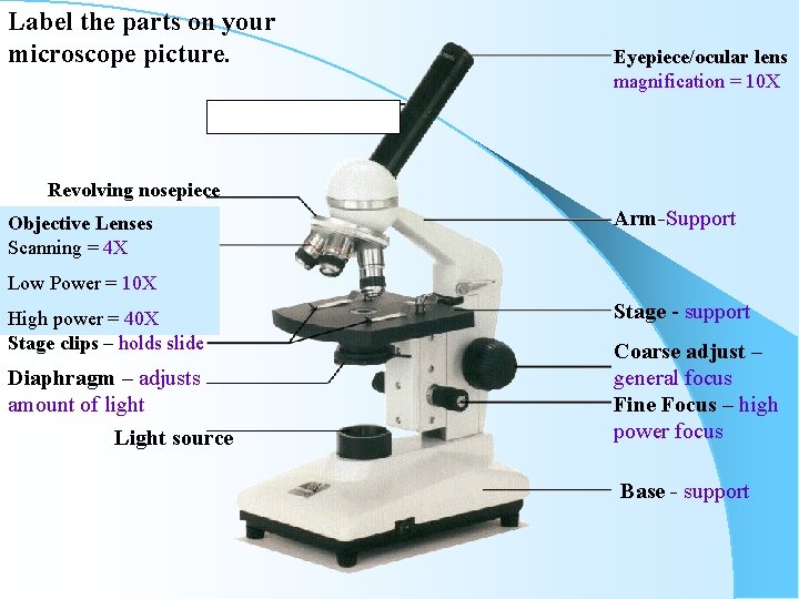 Label the parts on your microscope picture. Eyepiece/ocular lens magnification = 10 X Revolving