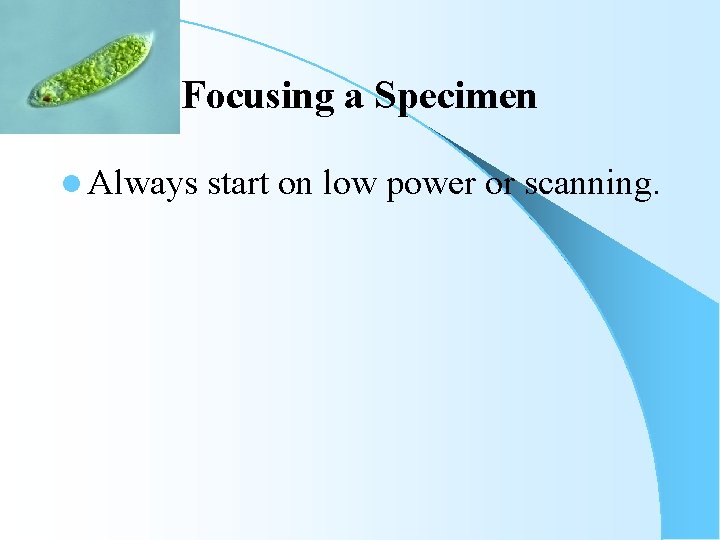 Focusing a Specimen l Always start on low power or scanning. 