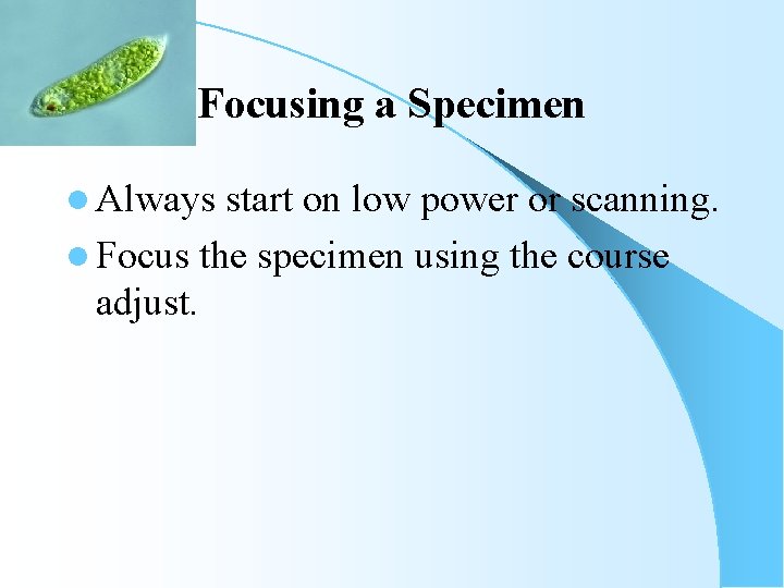 Focusing a Specimen l Always start on low power or scanning. l Focus the