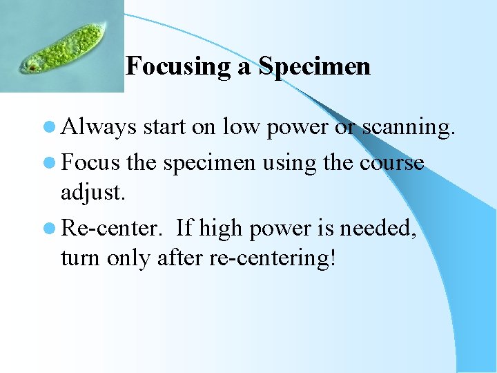 Focusing a Specimen l Always start on low power or scanning. l Focus the