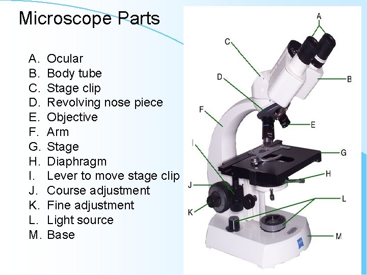Microscope Parts A. B. C. D. E. F. G. H. I. J. K. L.