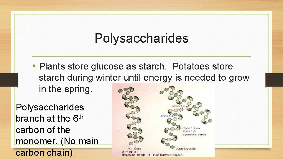 Polysaccharides • Plants store glucose as starch. Potatoes store starch during winter until energy Polysaccharides • Plants store glucose as starch. Potatoes store starch during winter until energy