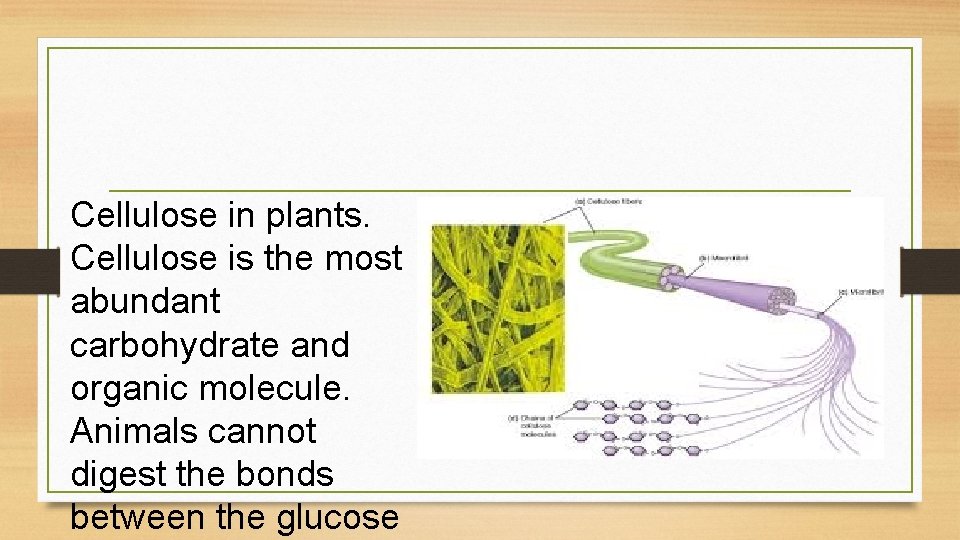 Cellulose in plants. Cellulose is the most abundant carbohydrate and organic molecule. Animals cannot Cellulose in plants. Cellulose is the most abundant carbohydrate and organic molecule. Animals cannot
