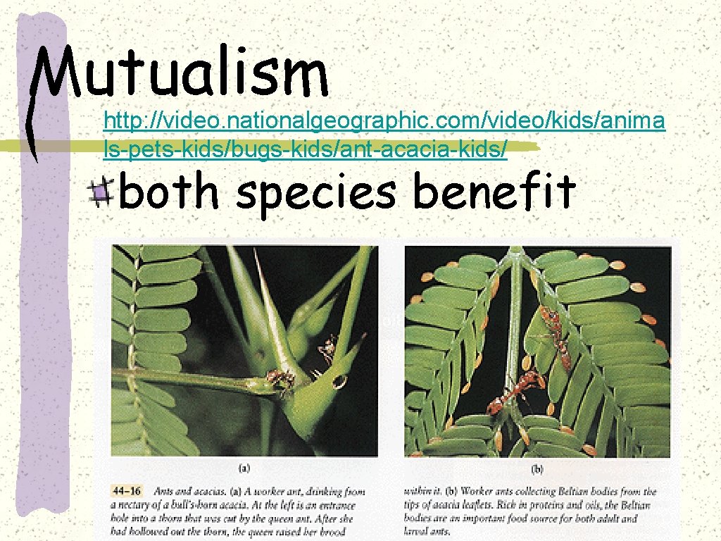 Mutualism http: //video. nationalgeographic. com/video/kids/anima ls-pets-kids/bugs-kids/ant-acacia-kids/ both species benefit 