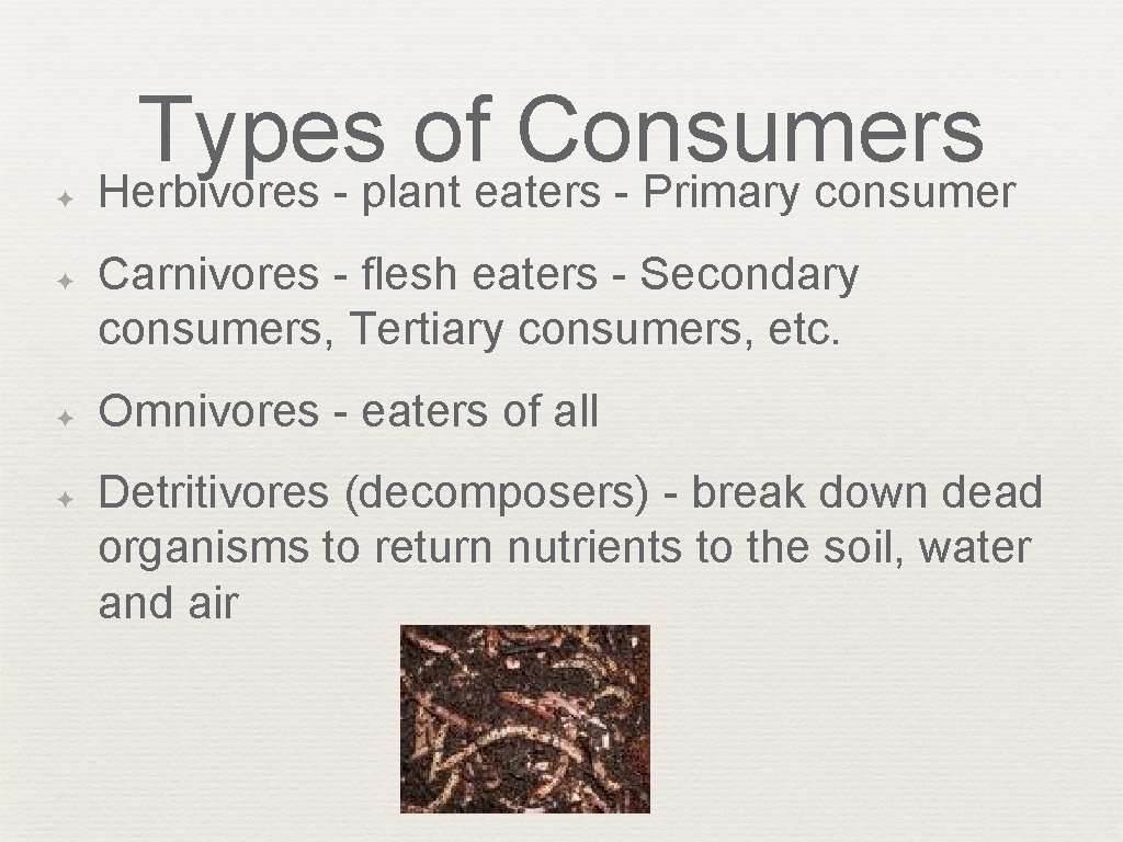 Types of Consumers ✦ ✦ Herbivores - plant eaters - Primary consumer Carnivores -