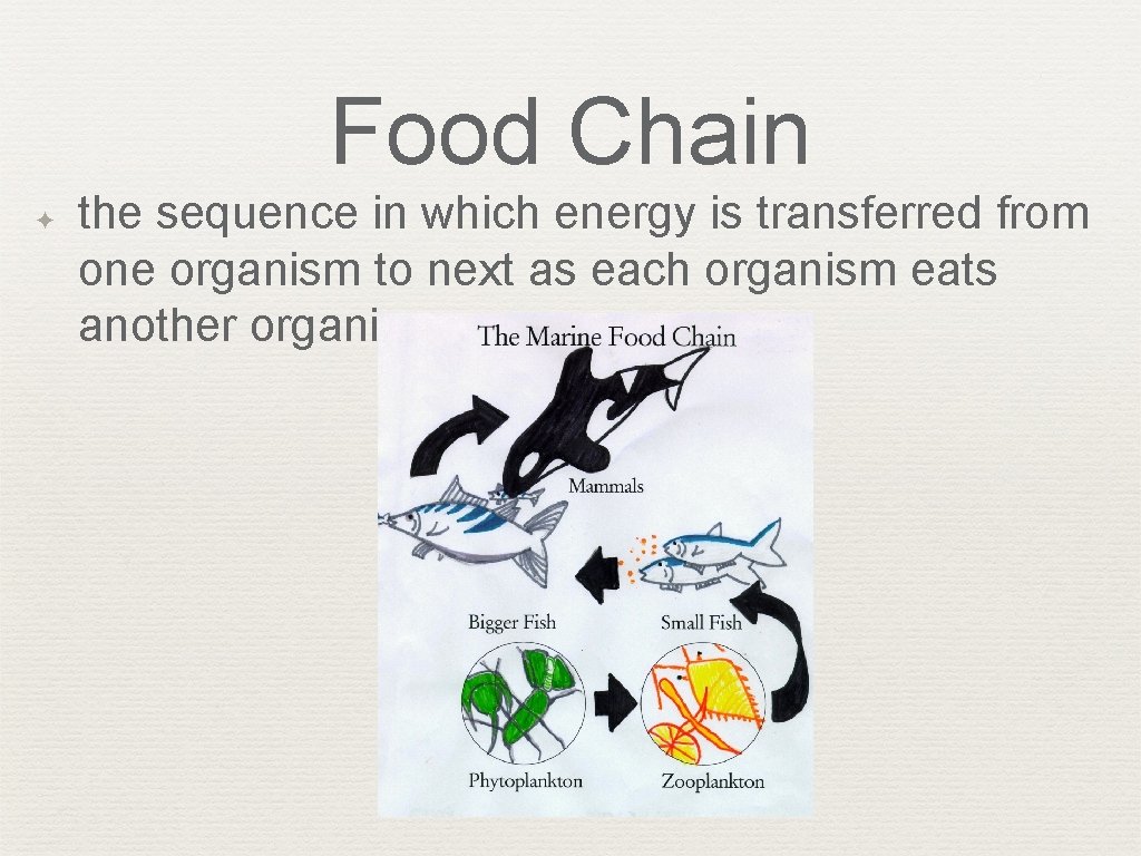 Food Chain ✦ the sequence in which energy is transferred from one organism to