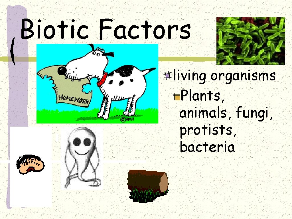  Biotic Factors living organisms Plants, animals, fungi, protists, bacteria 