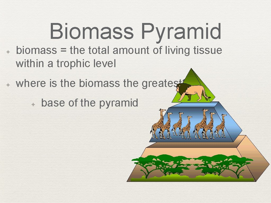 Biomass Pyramid ✦ ✦ biomass = the total amount of living tissue within a
