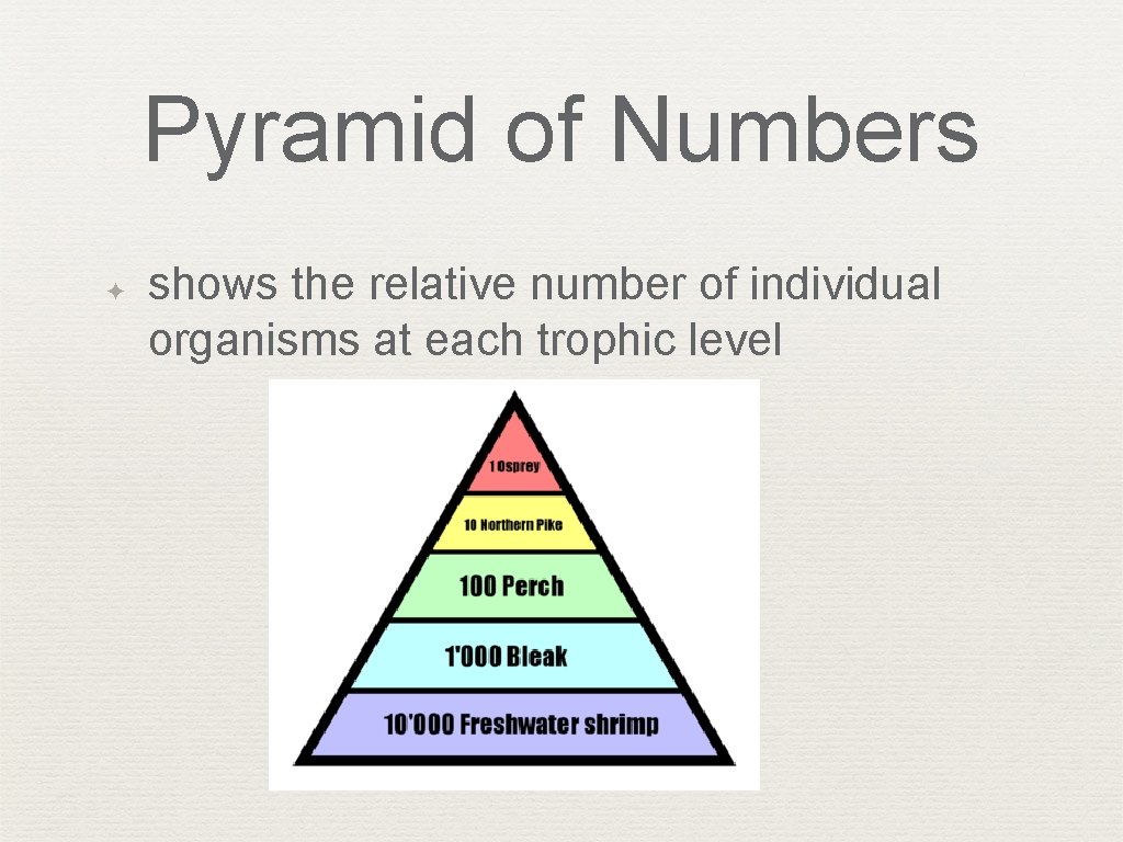 Pyramid of Numbers ✦ shows the relative number of individual organisms at each trophic