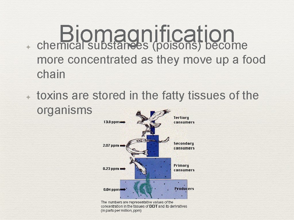 ✦ Biomagnification chemical substances (poisons) become more concentrated as they move up a food