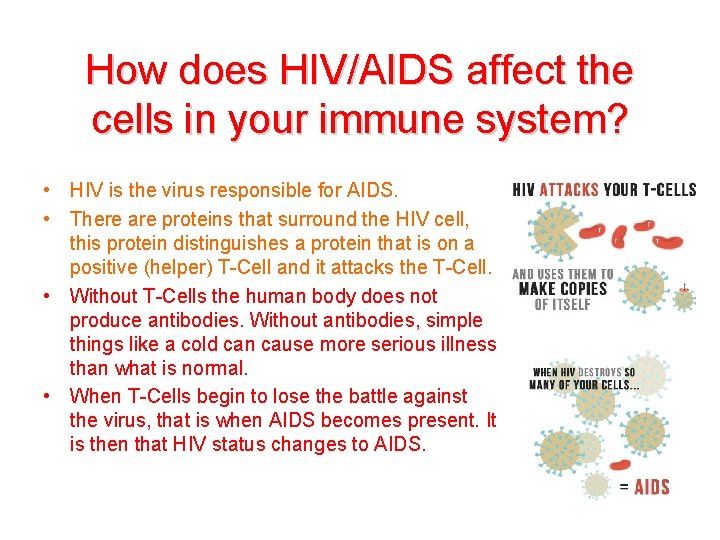 How does HIV/AIDS affect the cells in your immune system? • HIV is the