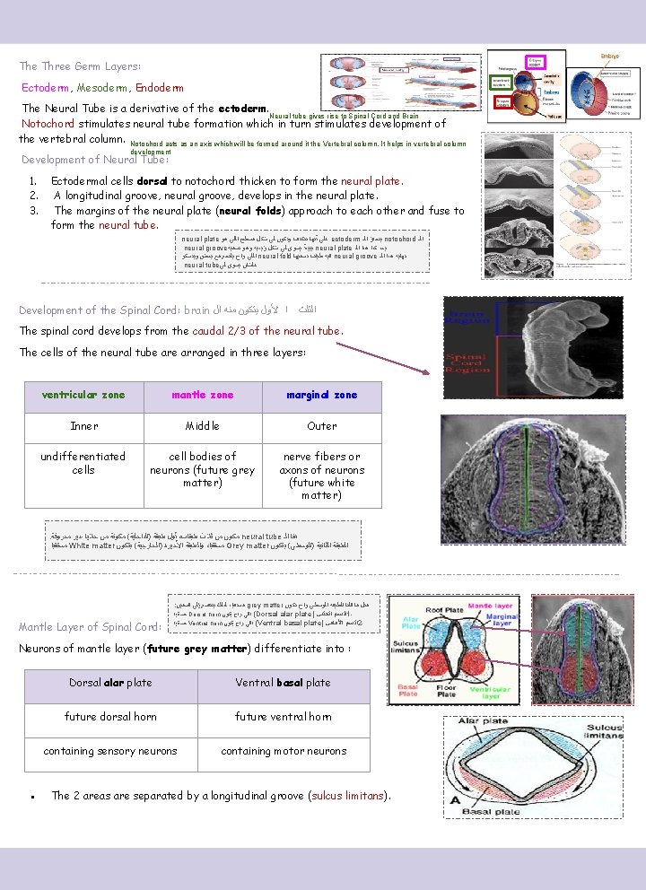 The Three Germ Layers: Ectoderm, Mesoderm, Endoderm The Neural Tube is a derivative of