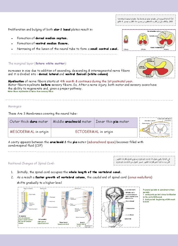 Ventral basal plate ﻭﺍﻟـ Dorsal alar plate ﺗﺒﺪﺃ ﺍﻟﺨﻼﻳﺎ ﺍﻟﻤﻮﺟﻮﺩﺓ ﻓﻲ ﻫﺬﺍ ﺍﻟﺘﻘﺎﺭﺏ ﺑﻴﺼﻴﺮ