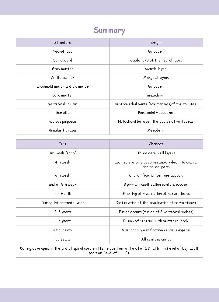 Summary Structure Origin Neural tube Ectoderm Spinal cord Caudal 23 of the neural tube.