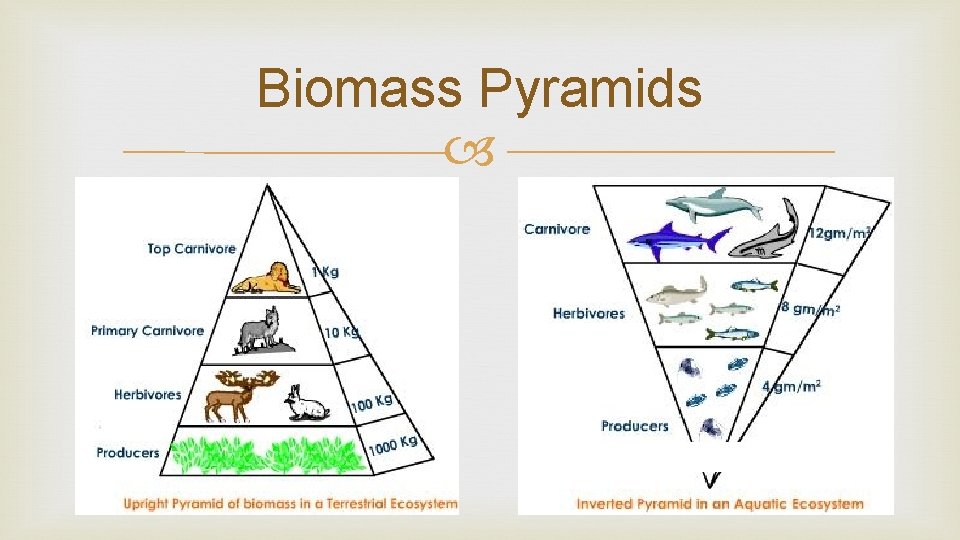 Biomass Pyramids Biomass Pyramids