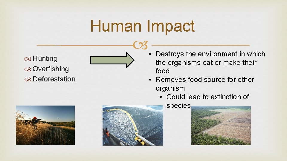  Hunting Overfishing Deforestation Human Impact • Destroys the environment in which the organisms