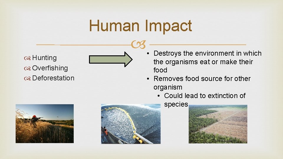 Hunting Overfishing Deforestation Human Impact • Destroys the environment in which the organisms Hunting Overfishing Deforestation Human Impact • Destroys the environment in which the organisms