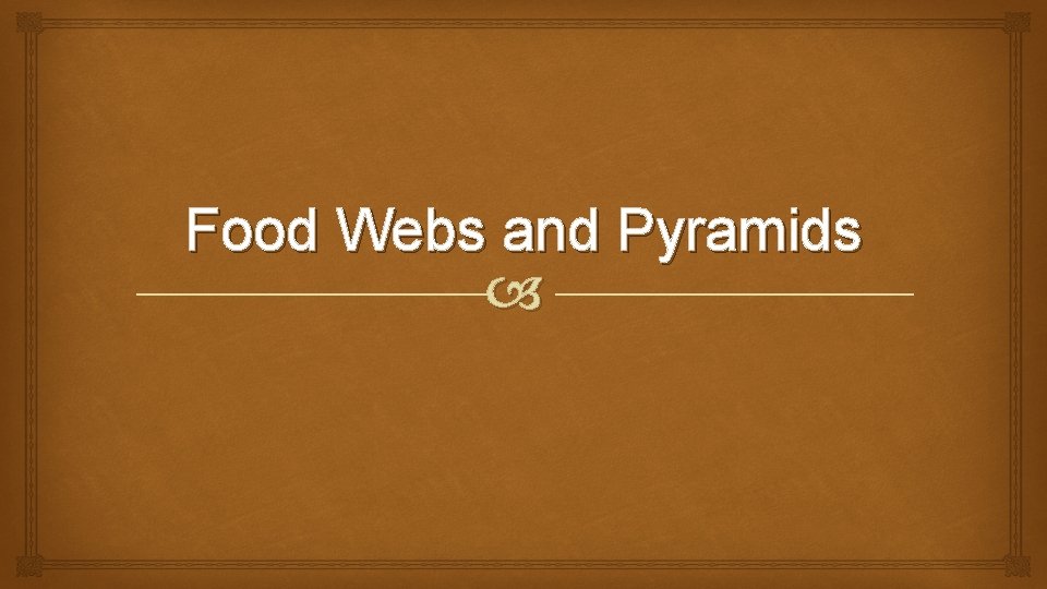 Food Webs and Pyramids 