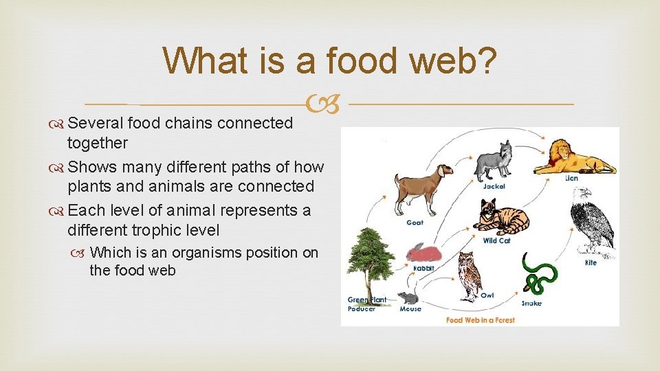 What is a food web? Several food chains connected together Shows many different paths