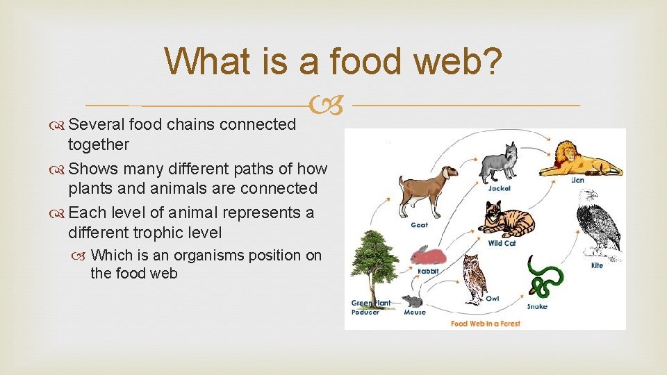 What is a food web? Several food chains connected together Shows many different paths What is a food web? Several food chains connected together Shows many different paths