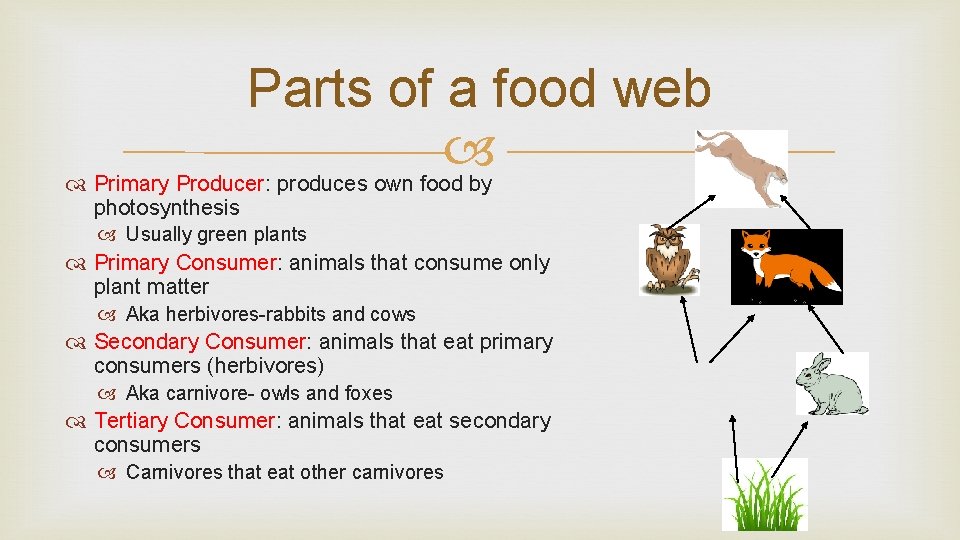 Parts of a food web Primary Producer: produces own food by photosynthesis Usually green