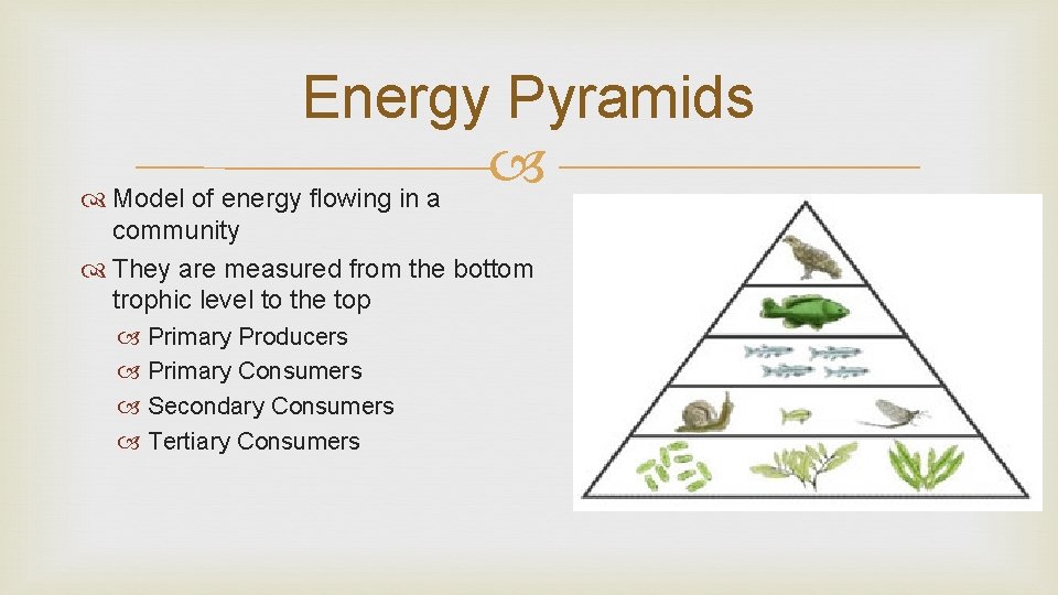 Energy Pyramids Model of energy flowing in a community They are measured from the