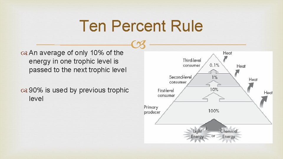 Ten Percent Rule An average of only 10% of the energy in one trophic