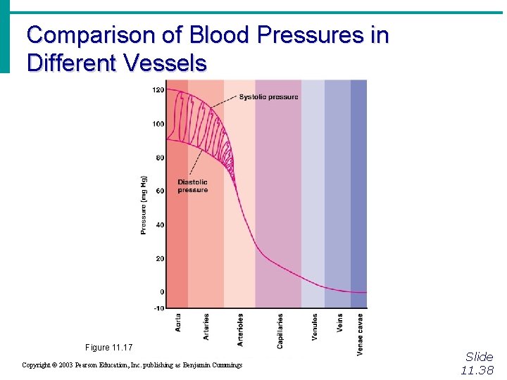 Comparison of Blood Pressures in Different Vessels Figure 11. 17 Copyright © 2003 Pearson