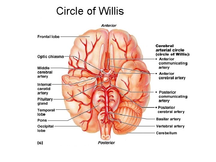 Circle of Willis 