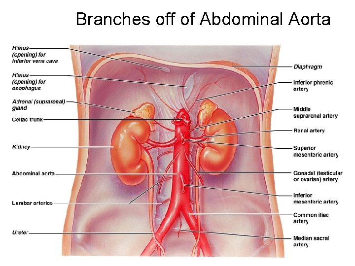 Branches off of Abdominal Aorta 