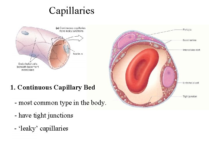 Capillaries 1. Continuous Capillary Bed - most common type in the body. - have