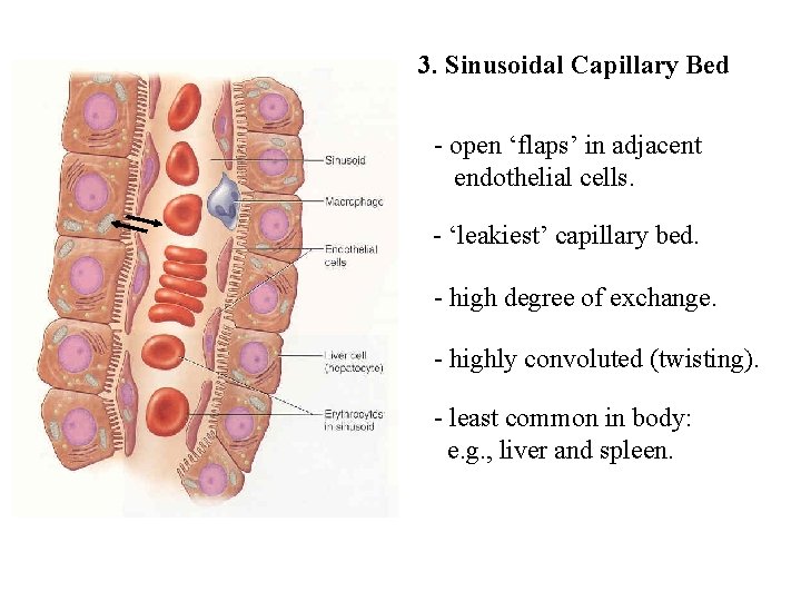 3. Sinusoidal Capillary Bed - open ‘flaps’ in adjacent endothelial cells. - ‘leakiest’ capillary