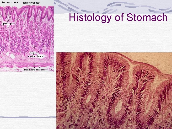 Histology of Stomach 