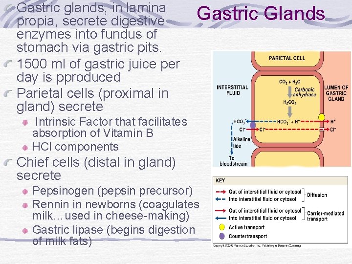 Gastric glands, in lamina propia, secrete digestive enzymes into fundus of stomach via gastric