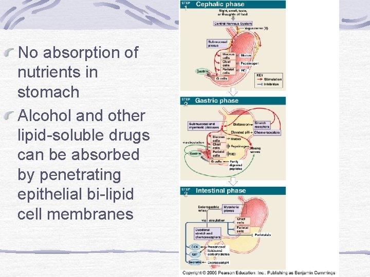No absorption of nutrients in stomach Alcohol and other lipid-soluble drugs can be absorbed