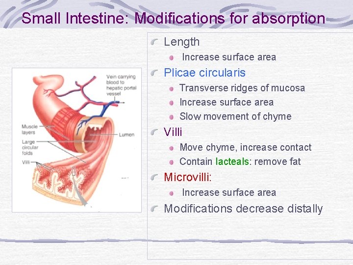 Small Intestine: Modifications for absorption Length Increase surface area Plicae circularis Transverse ridges of