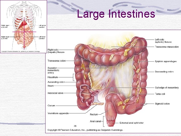 Large Intestines 