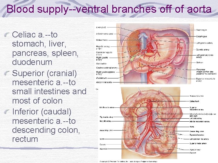 Blood supply--ventral branches off of aorta Celiac a. --to stomach, liver, pancreas, spleen, duodenum