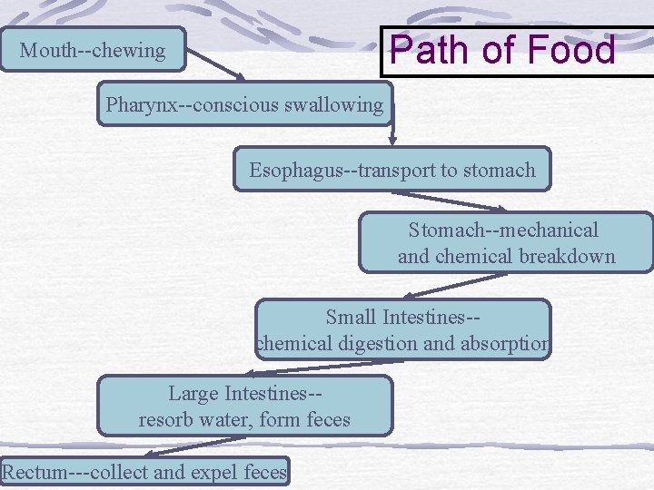 Gut Tube and Digestion Embryonic origin Path of