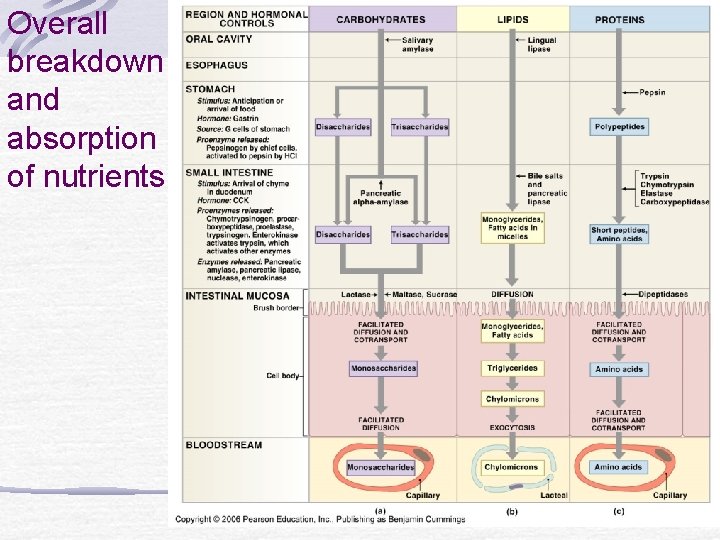 Overall breakdown and absorption of nutrients 