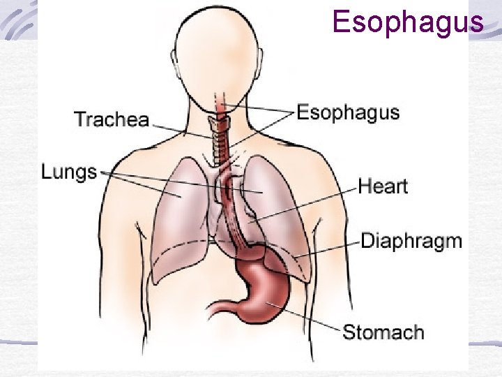 Esophagus 