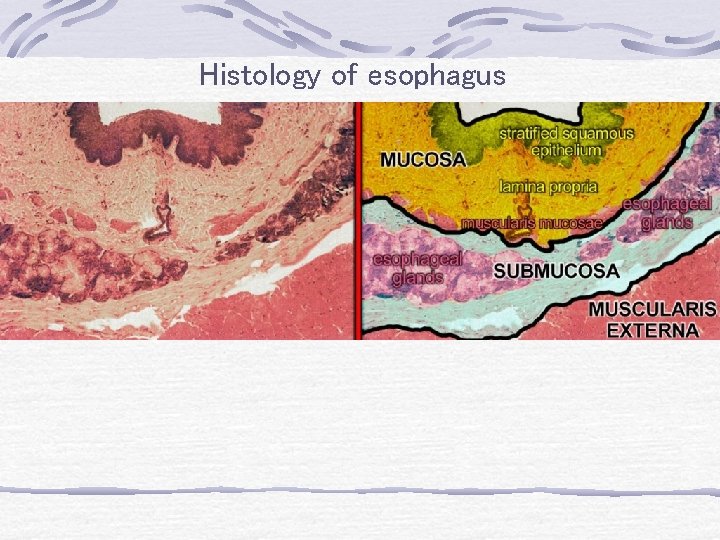 Histology of esophagus 