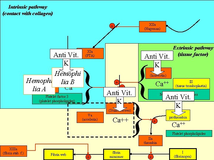 Intrinsic pathway (contact with collagen) XIIa (Hageman) + Anti+ Vit. K IXa Hemophi (Christmas)