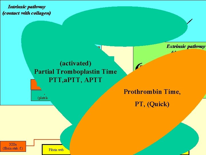 Intrinsic pathway (contact with collagen) XIIa (Hageman) + + Extrinsic pathway (tissue factor) XIa